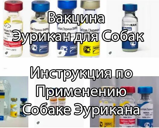 Где есть эурикан. Эурикан lr и dhppi2. комплексные вакцины эурикан для собак. эурикан вакцина для щенков схема вакцинации. прививка эурикан для собак.