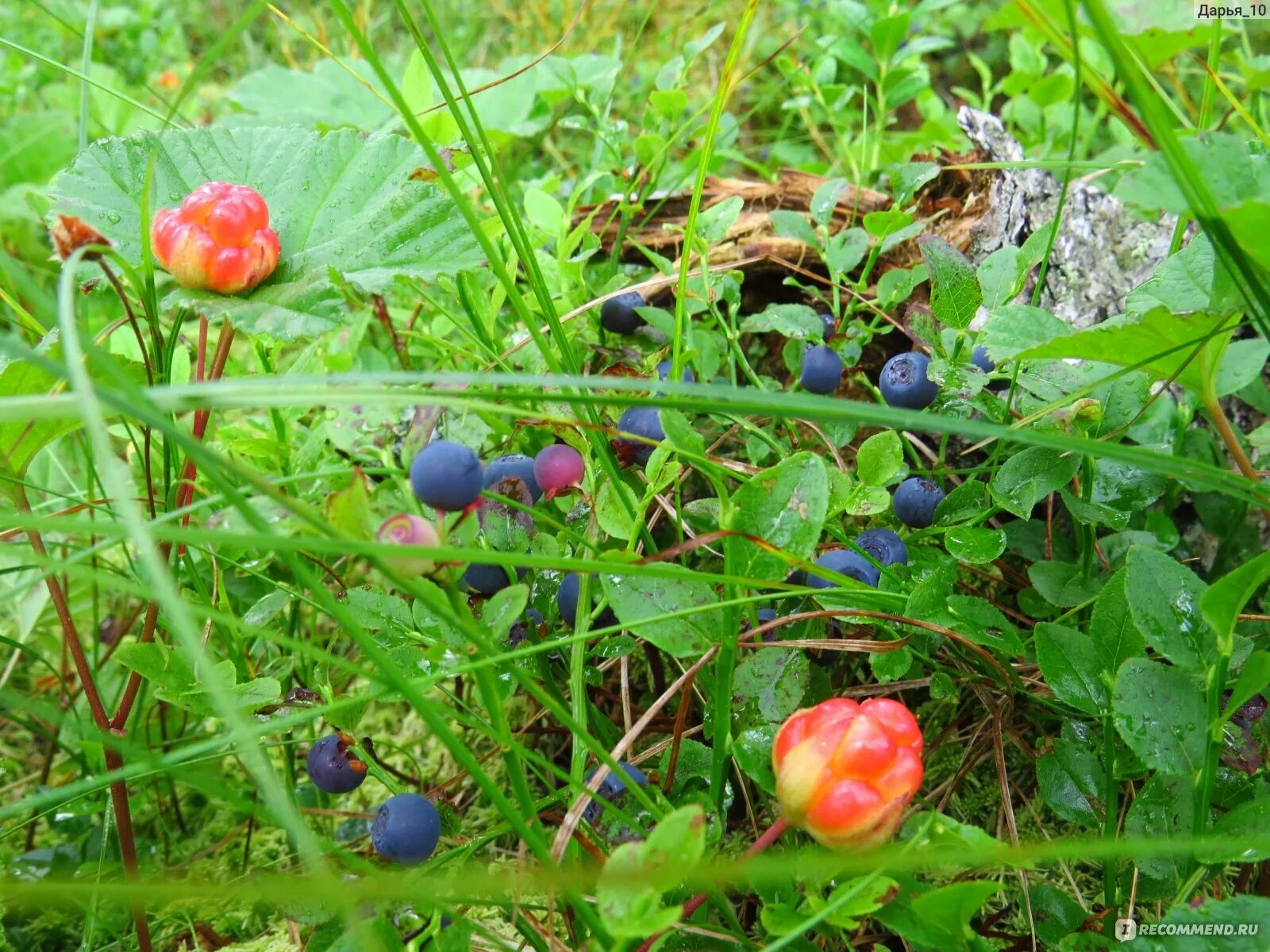 голубика в карелии. морошка в карелии. ягоды растущие в карелии. ягоды растущие в карелии. ягоды растущие в карелии.