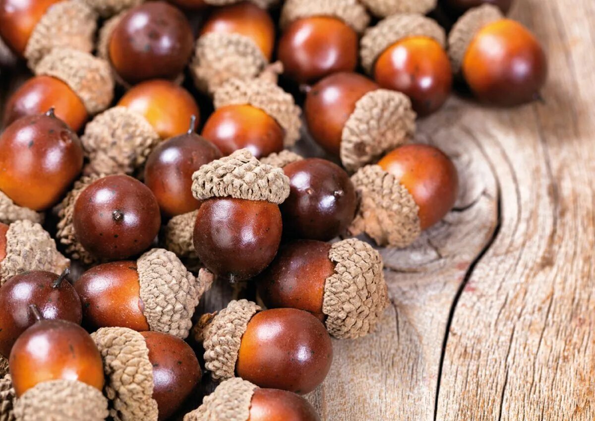 Использование дубовых. Кора дуба черешчатого. Кадка кубельчик. Дубовые кубики. Деревянный кубик из дуба.