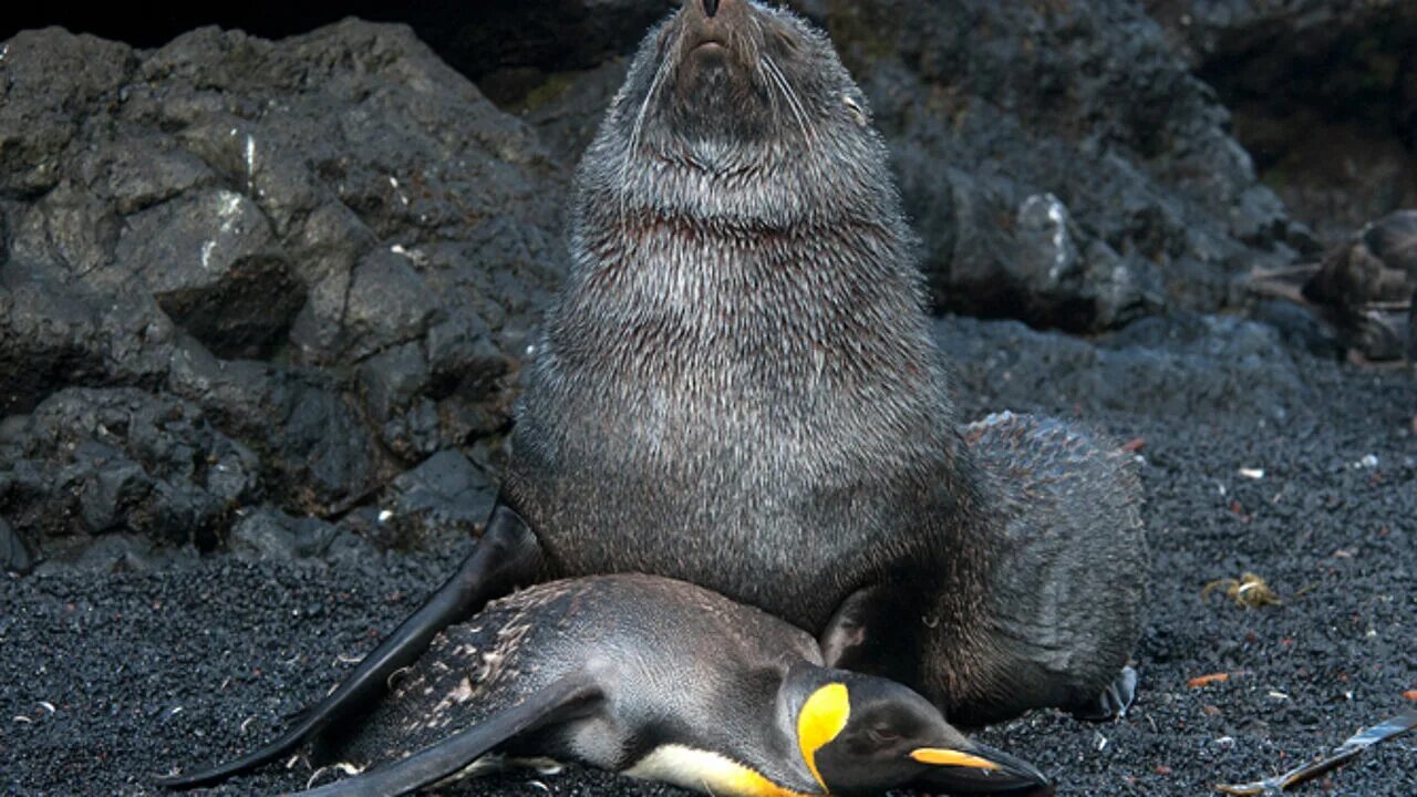 морские котики и пингвины. морской котик и пингвин спариваются. моржи, сивучи, нерпы, морские котики. морской котик и пингвин спариваются.