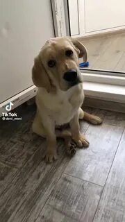 Дени мени кот