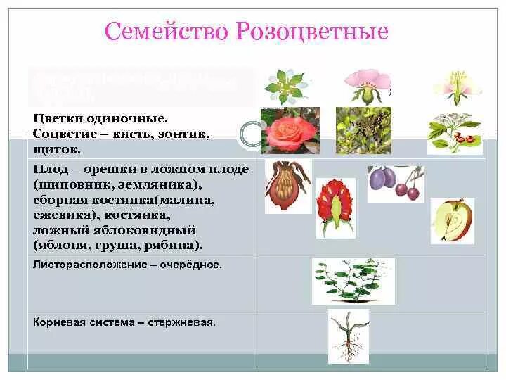 Цветок класс двудольные семейства Розоцветные. Розоцветные Однодольные или двудольные растения. Розоцветные формула цветка соцветие плод. Двудольные семейство Розоцветные формула цветка.