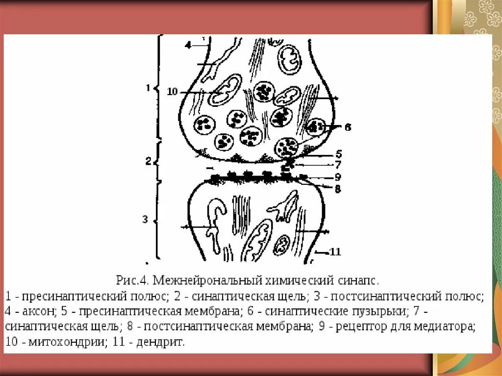 Соединение синапсов