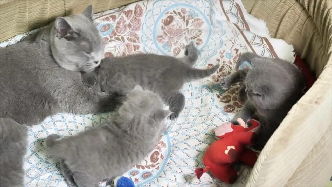 Британцам можно давать