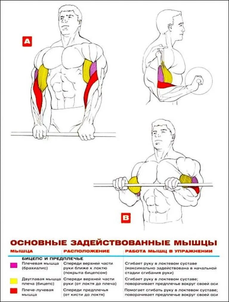 Можно накачать бицепс. Упражнения для развития двуглавой мышцы плеча. схема прокачки бицепса гантелями. сгибание предплечья со штангой стоя. как качать бицепс штангой.