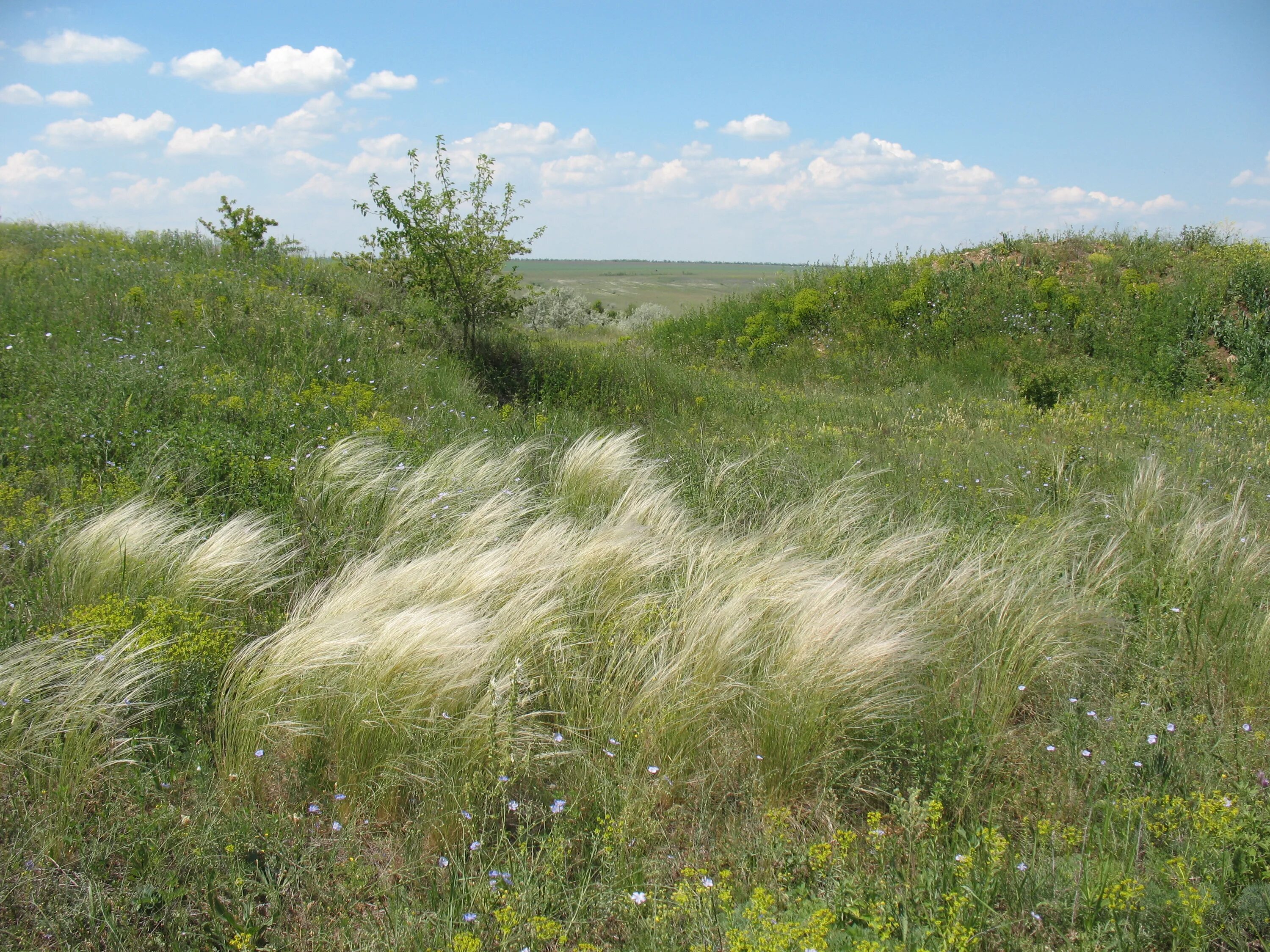 После ковил. Stipa orientalis. Таблица Ковила.