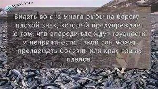 Видеть рыбу во сне для женщины свежую. Сонник много рыбы. Видеть во сне рыбу. Видеть во сне много рыбы. Приснилось поймал много рыбы.