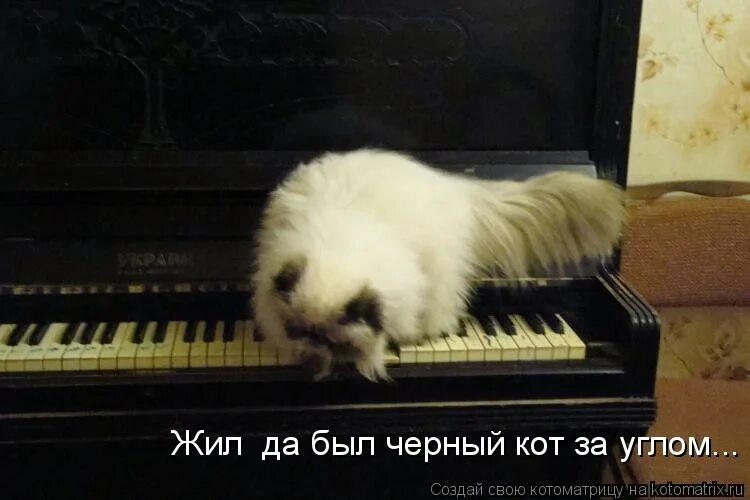 черный кот за углом. черный худой котенок. черный кот текст. песня про чёрного кота жил да был черный кот. жил да был чёрный кот за углом слова.