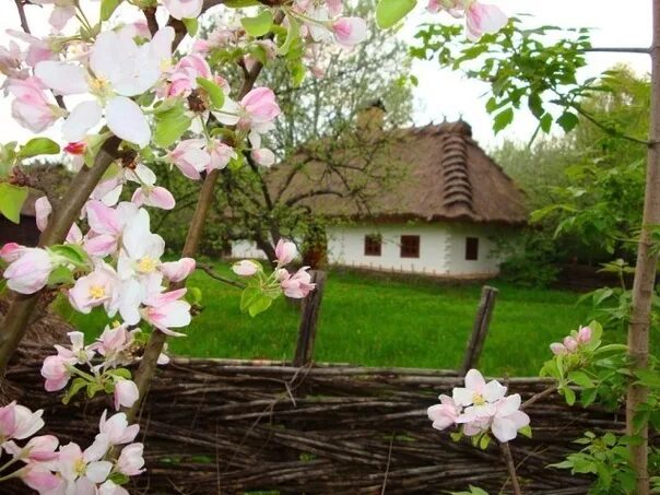 Садок хат. Цветущие сады Украины. Цветущее село. Украина весной.