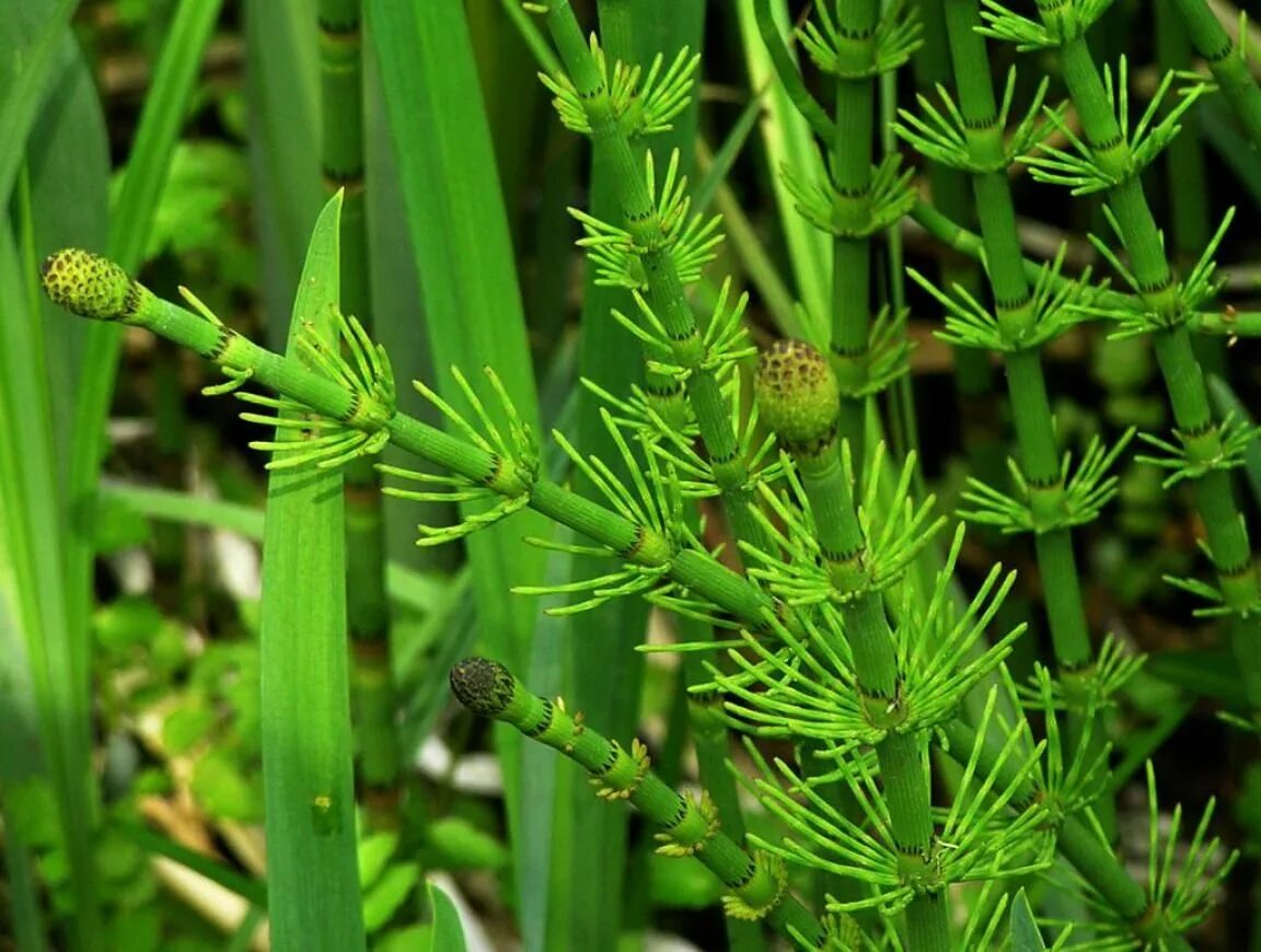 Хвощ полевой. Хвощ Речной (Equisetum fluviatile). Хвощи это споровые растения. Хвощ полевой листья хвоща. Почему хвощ высшее растение