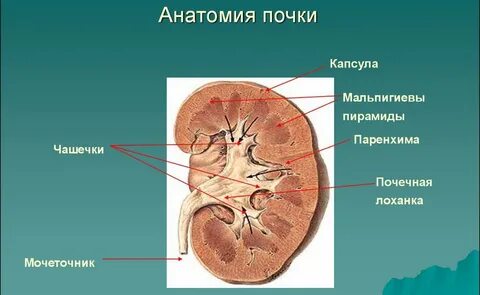 Лоханка строение