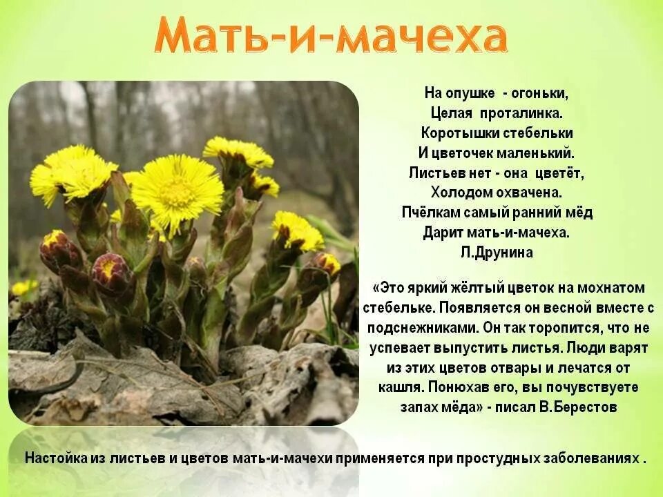 Описание разных. Раннецветущие растения мать и мачеха. матьимачеха трава описание. мать-и-мачеха ядовитое растение или нет. сообщение о цветке мать и мачеха.