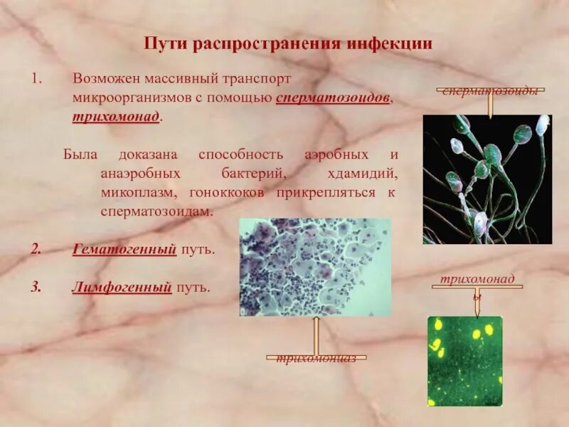 Распространение инфекции. Распространение инфекции. Распространение инфекции. Распространение инфекции. Виды инфекции по распространению.