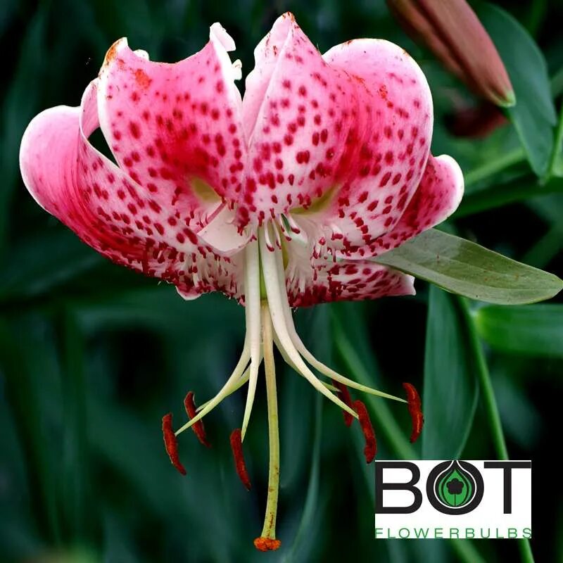 Лилия прекрасная рубрум. Лилия speciosum rubrum. Speciosum rubrum Uchida Лилия. Видовая Лилия speciosum rubrum. Лилия speciosum var rubrum Uchida.