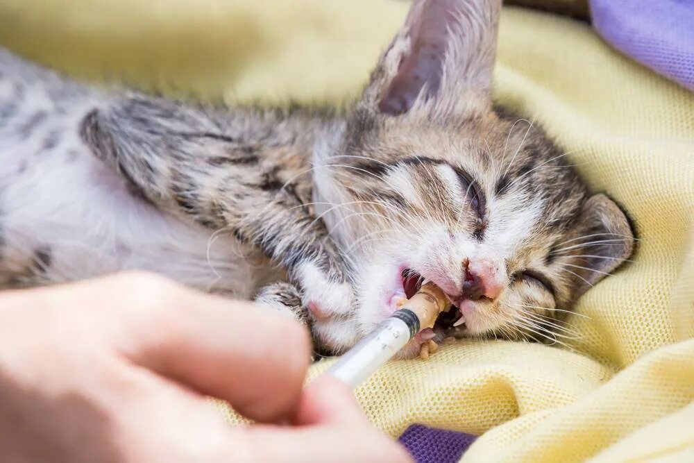 Кот пахнет что делать. Котик болеет. котенок заболел. котенок с панлейкопенией.