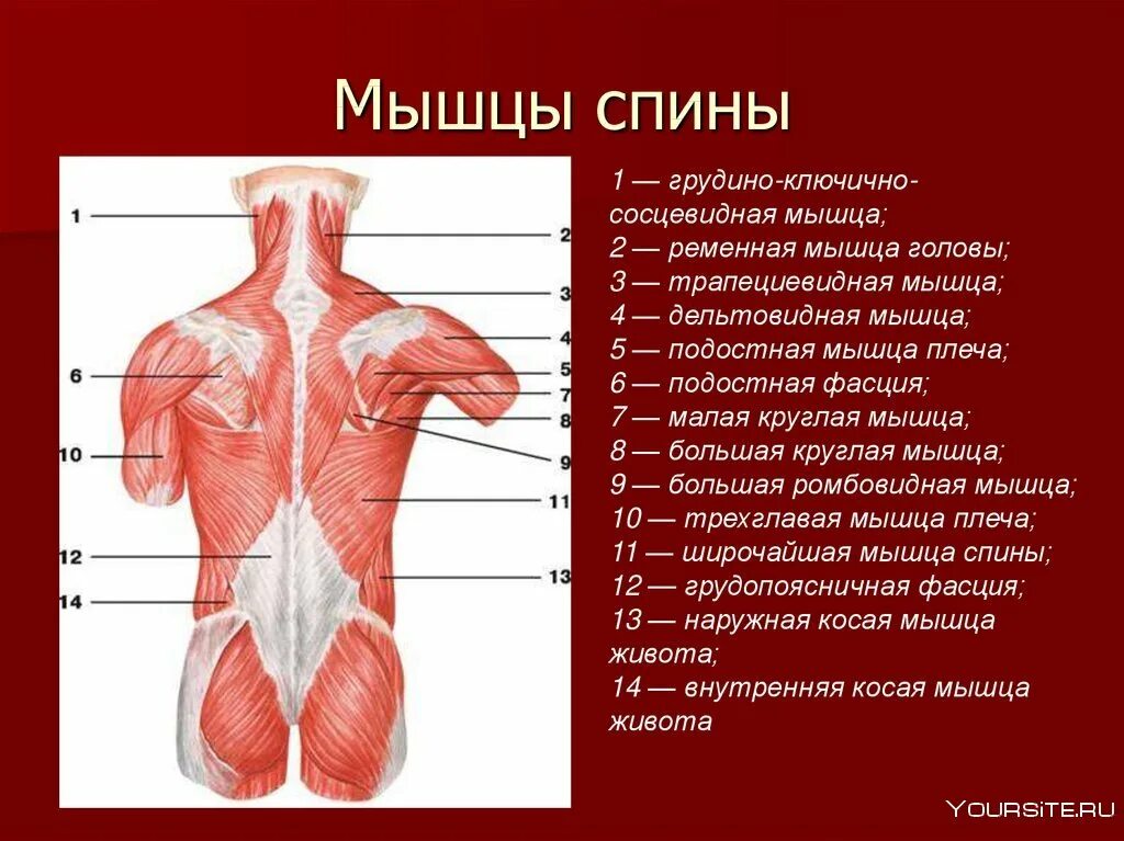 Мышцы внутренних органов образованы. Фасции мышцы спины человека анатомия.