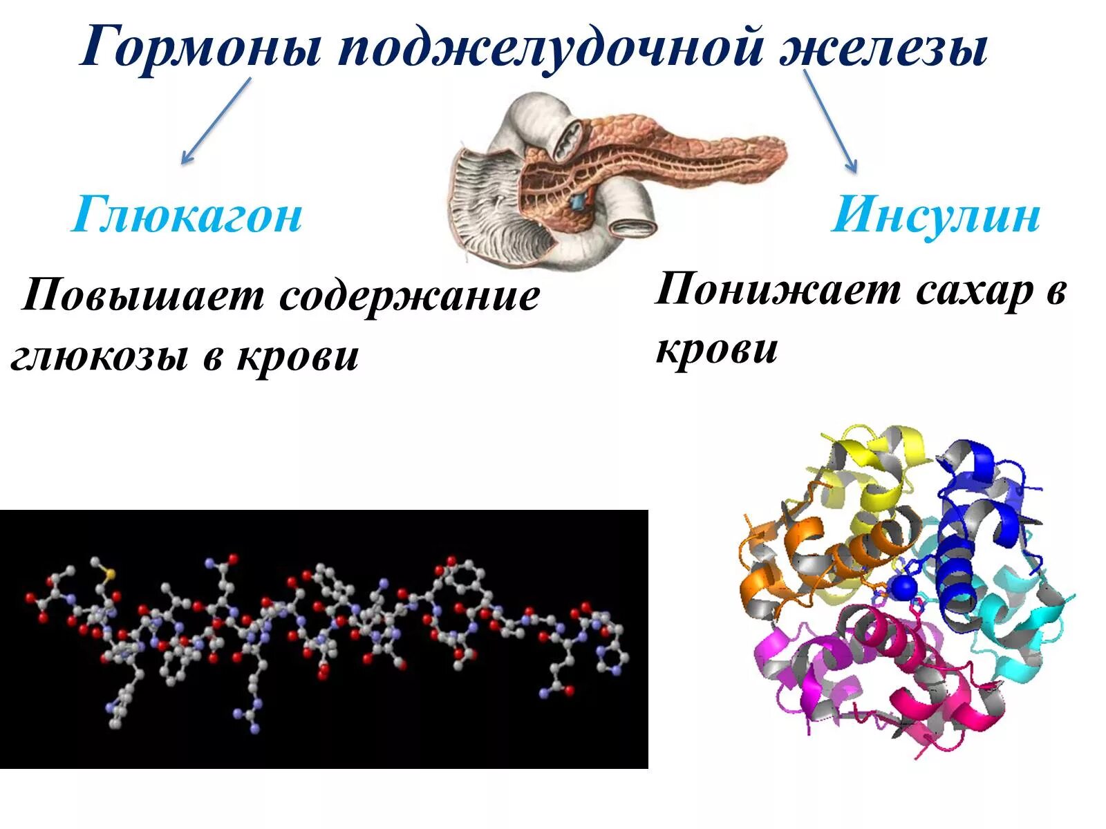 В ферменты входят гормоны. Инсулин гормон. Гормоны презентация. Презентация на тему гормоны. Гормоны картинки.