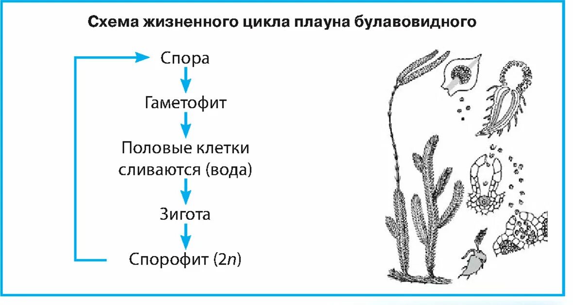 Антеридий плауна. Жизненный цикл плауна булавовидного. жизненный цикл плауна схема. жизненный цикл плауна булавовидного схема. цикл развития плауна схема.