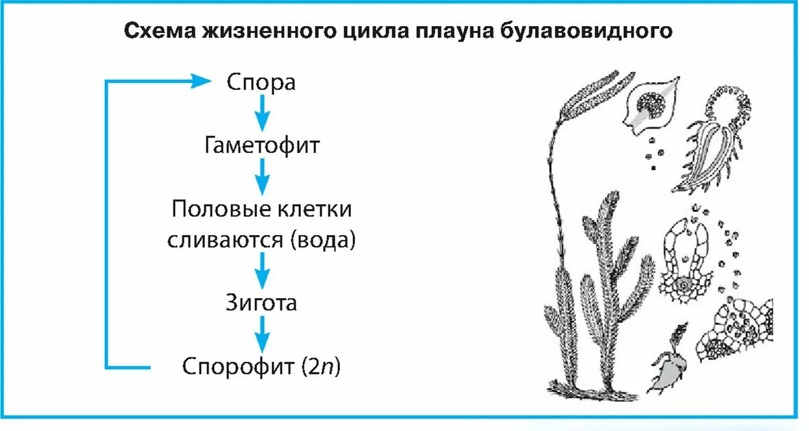 Цикл плауна булавовидного. Жизненный цикл плауна булавовидного. Жизненный цикл плауна схема. Цикл развития плауна булавовидного схема. Жизненный цикл плауна булавовидного схема.