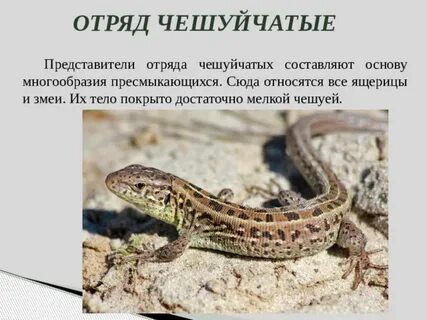 Животных относятся к отряду чешуйчатые