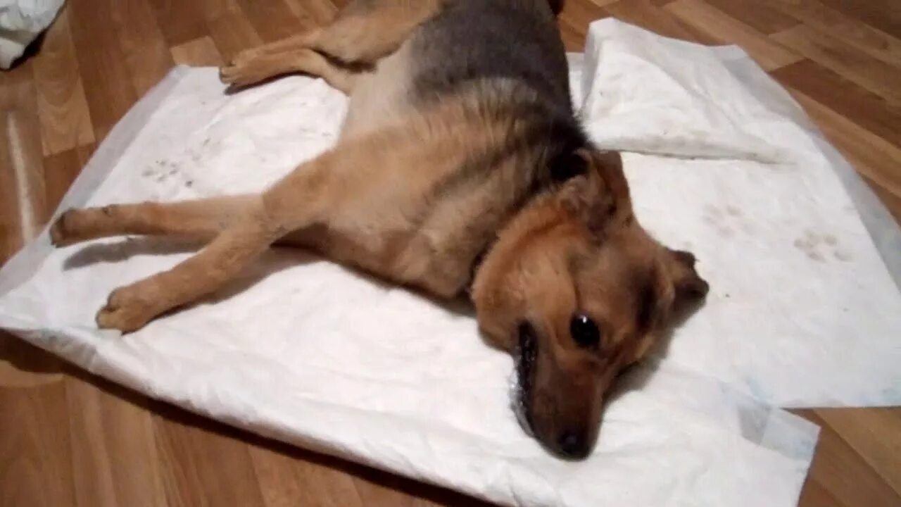 Кошка конвульсии