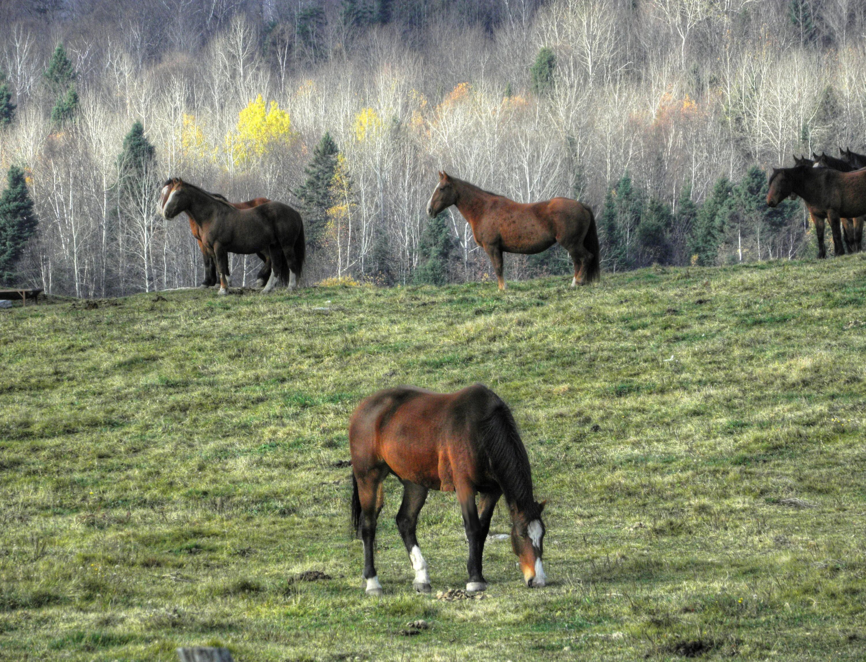 Horses fall. Дикие Мустанги в Ростовской области. Лошадь Мустанг пастбище. Выпас лошадей. Дикие лошади в природе.