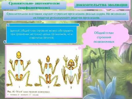 Докажите что организм