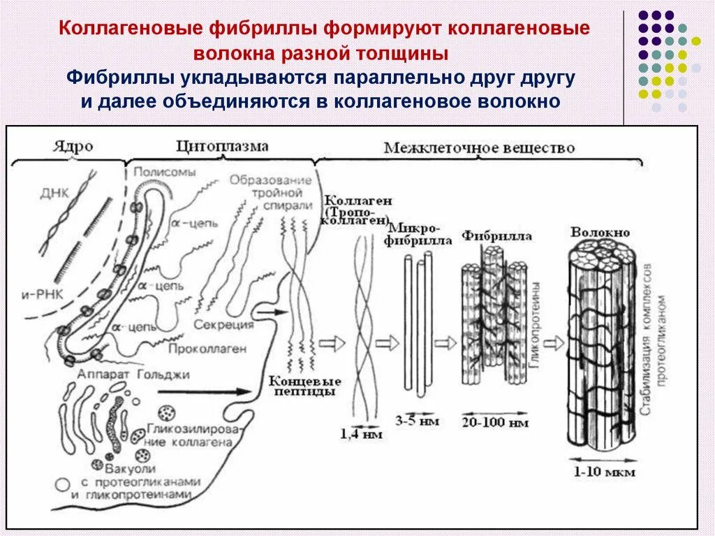 Свойства коллагена. Фибриллы. Строение коллагенового волокна. Коллагеновые волокна и фибриллы. Коллагеновые волокна биохимия.