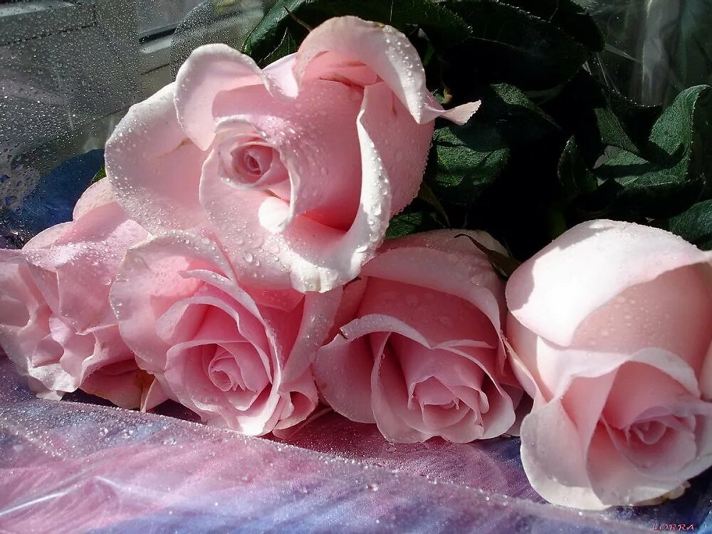 Розовые розы год песни. Розовые розы. Бледно розовые розы. Бело розовые розы.