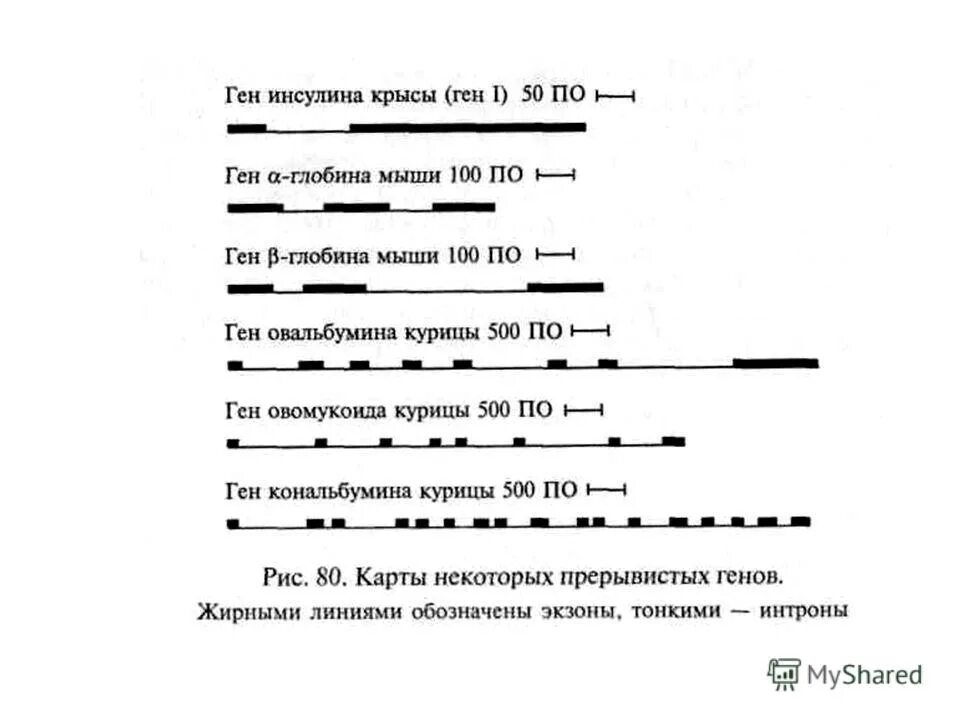 подкожное введение крысам. заражение лабораторных животных. инсулин у крыс. исследования на мышах. инсулин гларгин график.