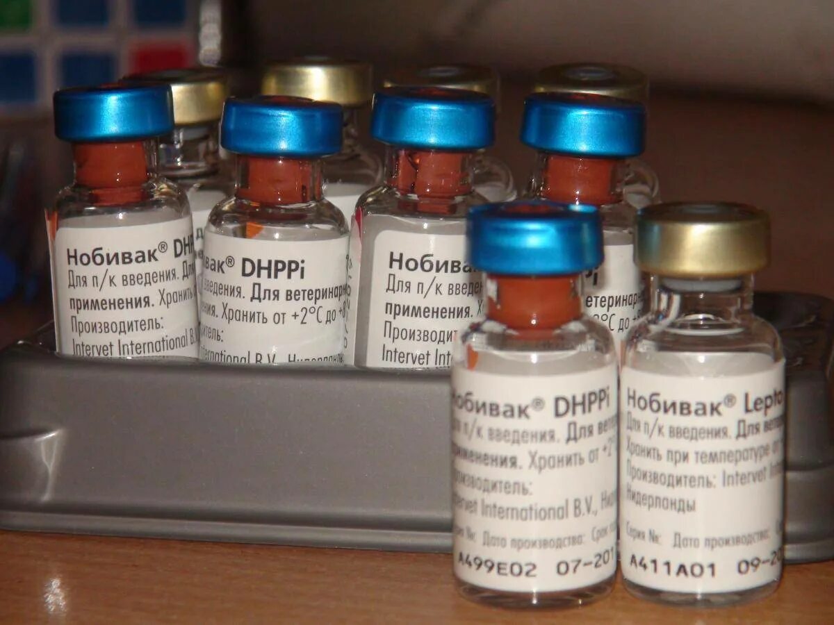 Вакцина нобивак цена. Вакцина Нобивак трикет трио. Nobivac DHPPI. Нобивак DHPPI 50 доз. Комплексная вакцина для собак Нобивак.