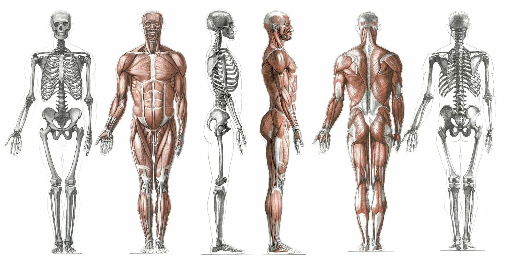 Human org. Баммес анатомия мышцы. Скелет человека референс мышцы. Анатомия профиль кости мышцы. Скелет человека профиль в полный рост.