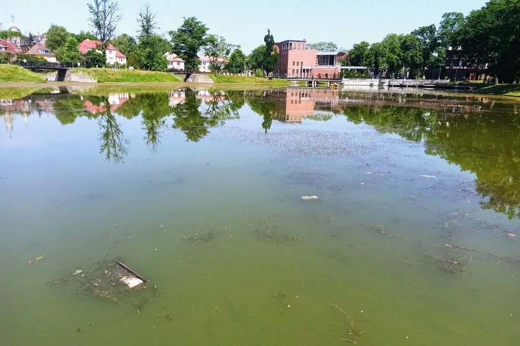 Пелавское озеро калининград. Состояние растительности и водоемов. Озеро желибье. Озеро некрасивое. Вонючее болото.