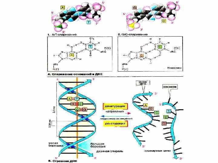 Азотистые основания РНК. Азотистые основания РНК формулы. Азотистые основания ДНК И РНК. Нуклеозид, нуклеотид, олигонуклеотид, полинуклеотид.