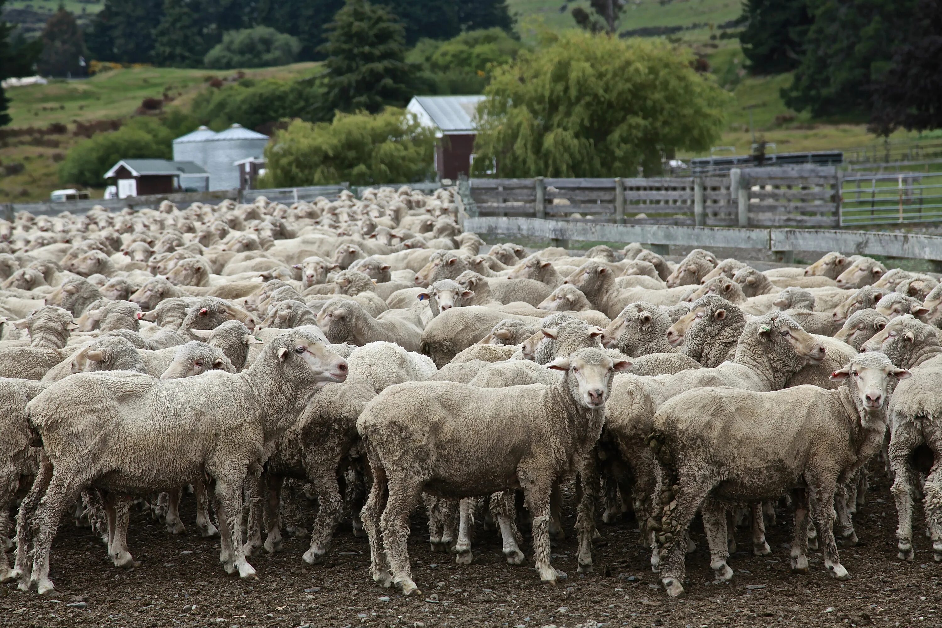Бараны в крае купить. Мериноландшафт овцы. Овцеводство во Франции. Овцеводство в Туркменистане. Ферма овец.