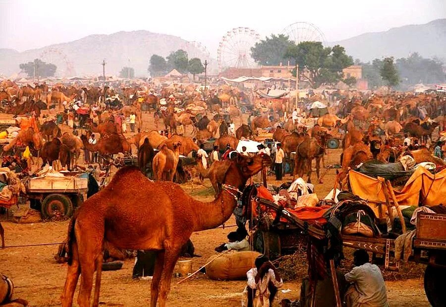 Пушкар индия. Пушкар Фэйр. Ярмарка верблюдов в Пушкаре в Индии. Pushkar Camel Fair.