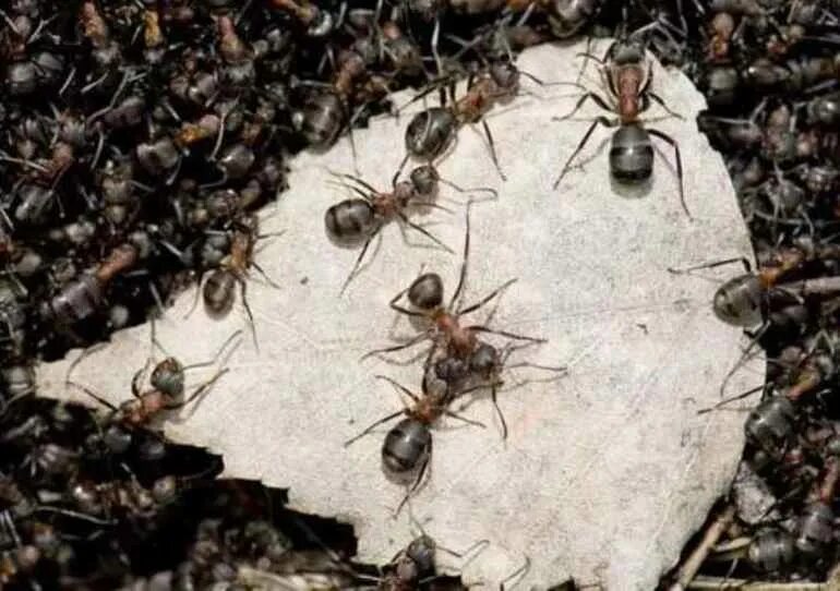 Женщина муравей. Снятся муравьи. Большие муравьи во сне. Сон муравьев.