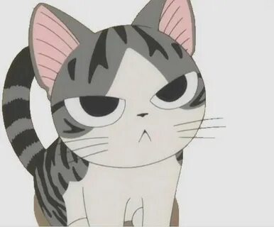 Chi cat