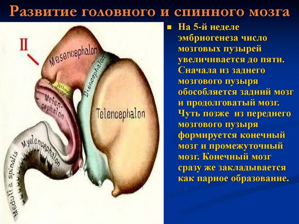 3 пузыря мозга. Развитие спинного и головного мозга. Эмбриогенез головного мозга. Эмбриогенез спинного и головного мозга. Формирование спинного мозга в эмбриогенезе.