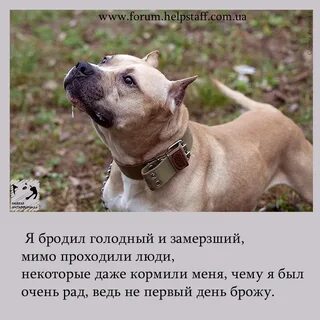 Собака бойцовской породы кроссворд 7