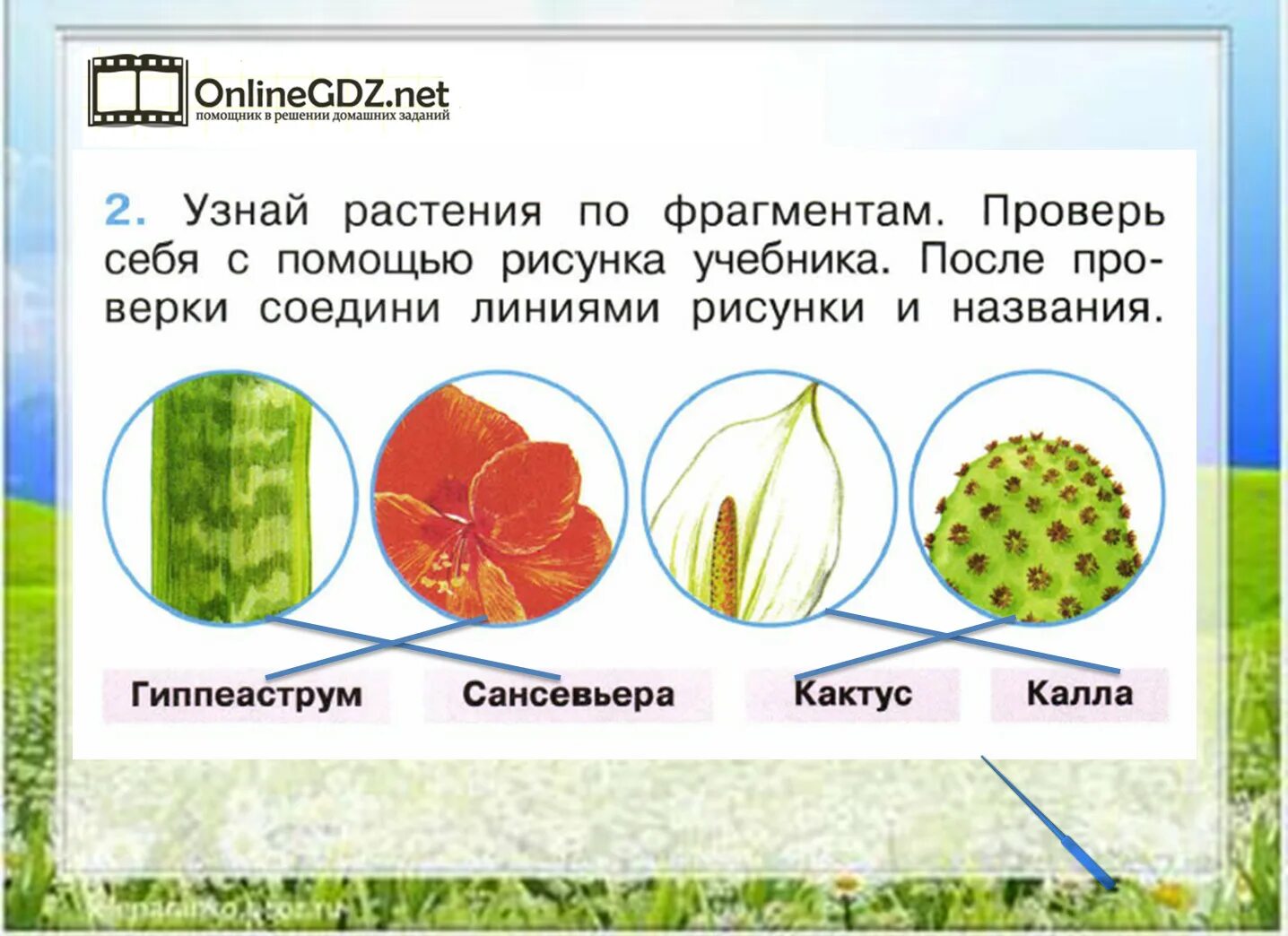 Как отличить растения. Узнай растение по картинке. Узнай растения по их фрагментам. Задания по окружающему миру растения части растений. Задания определить какие растения.