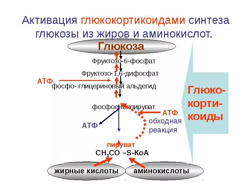 Глюкокортикоиды глюкоза. Механизм противоаллергического действия глюкокортикоидов. Синтез глюкокортикоидов. Схема влияния кортизола. Глюкокортикоиды гормоны формулы.
