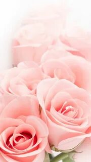35 Pink roses ideas pink roses, beautiful roses, pretty flowers