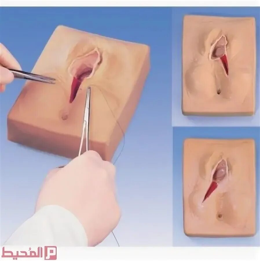 Diagram of Pelvic anatomy: female Quizlet
