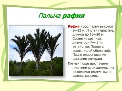 Что означает слово пальма