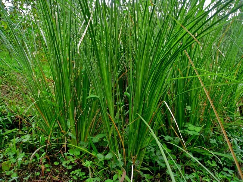 Тростник (phragmites communis). Камыш тростник рогоз аир. Высокая трава это. Высокая трава. Высокая трава это.