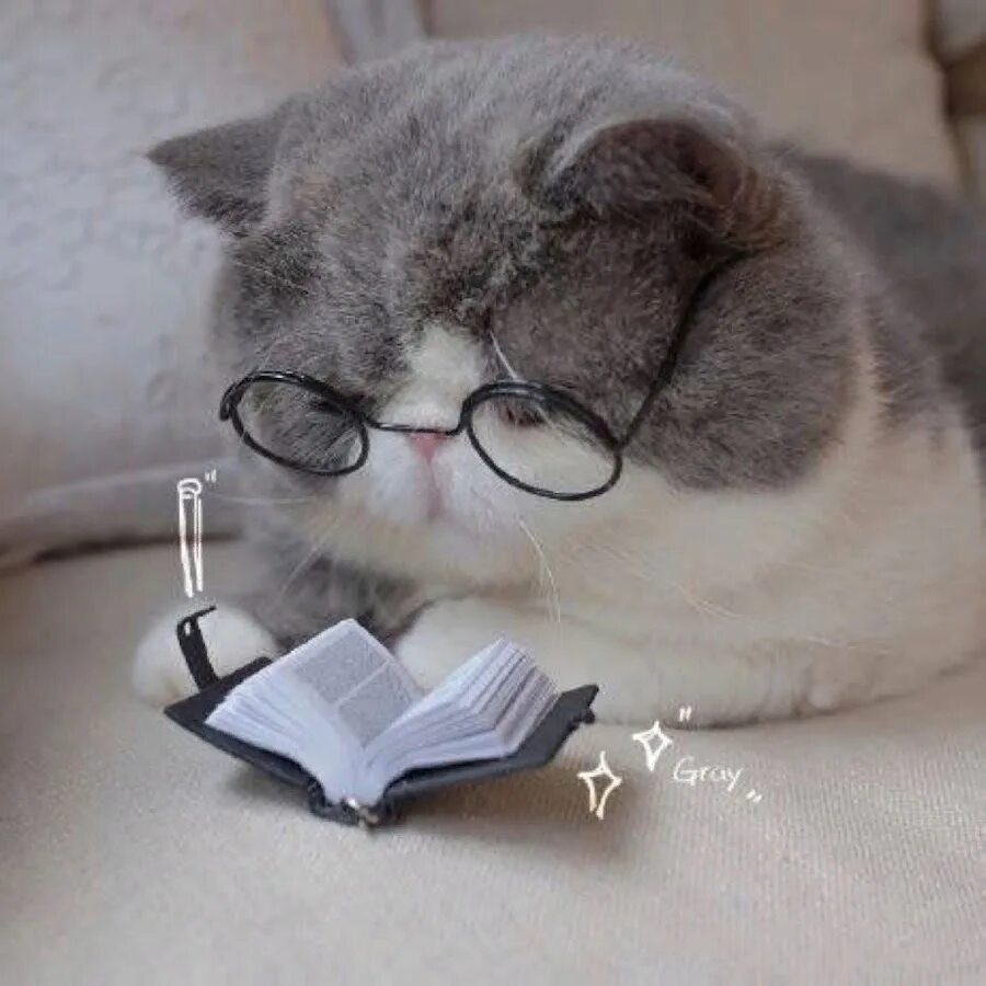 Не умные коты