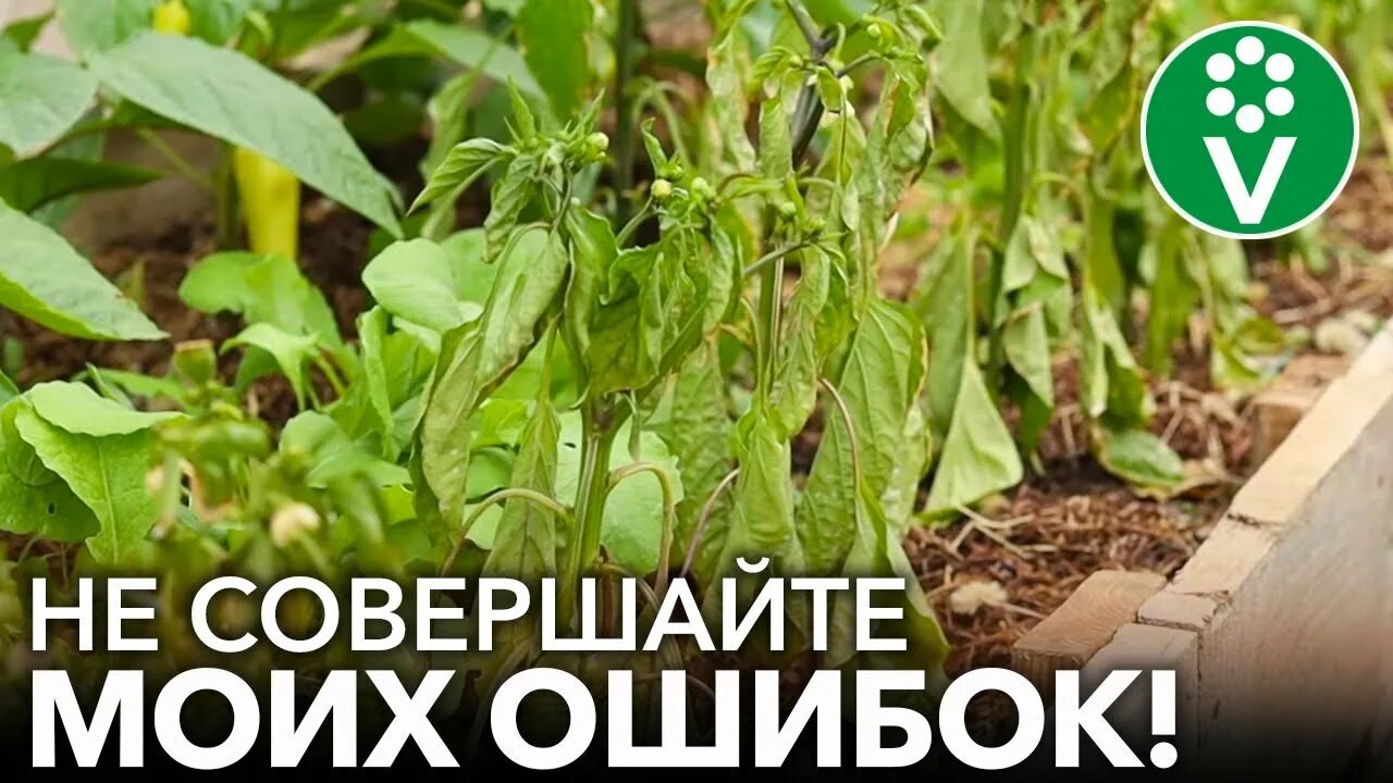 Не повторяйте моих ошибок огурцы кухня наизнанку
