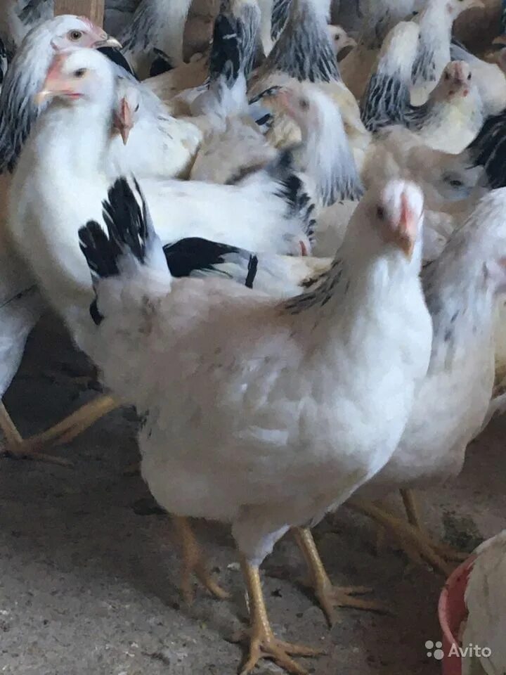 адлерская серебристая порода. адлерское серебро. адлерская серебристая порода кур. адлерская серебро порода. куры несушки суссекс.