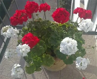 Разные герани в один горшок